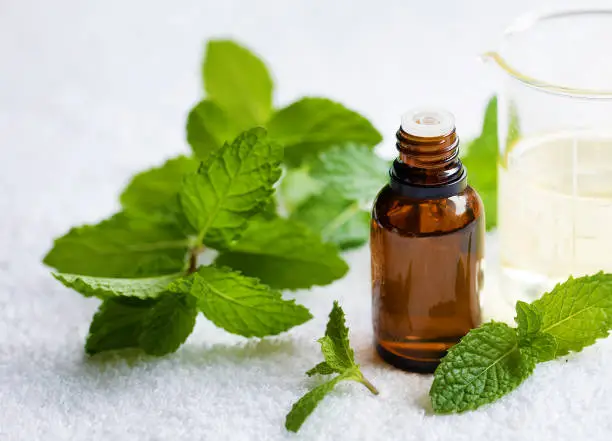One Drop Before Your Day Starts: The DIY Guide to Peppermint Oil for Focus and Mental Clarity