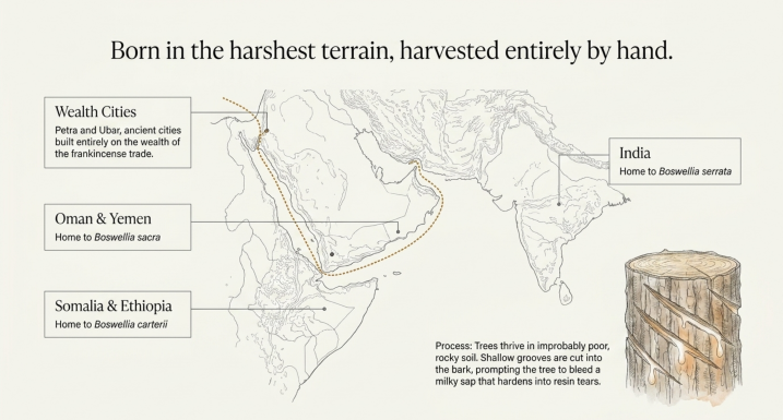 Where Frankincense is harvested from